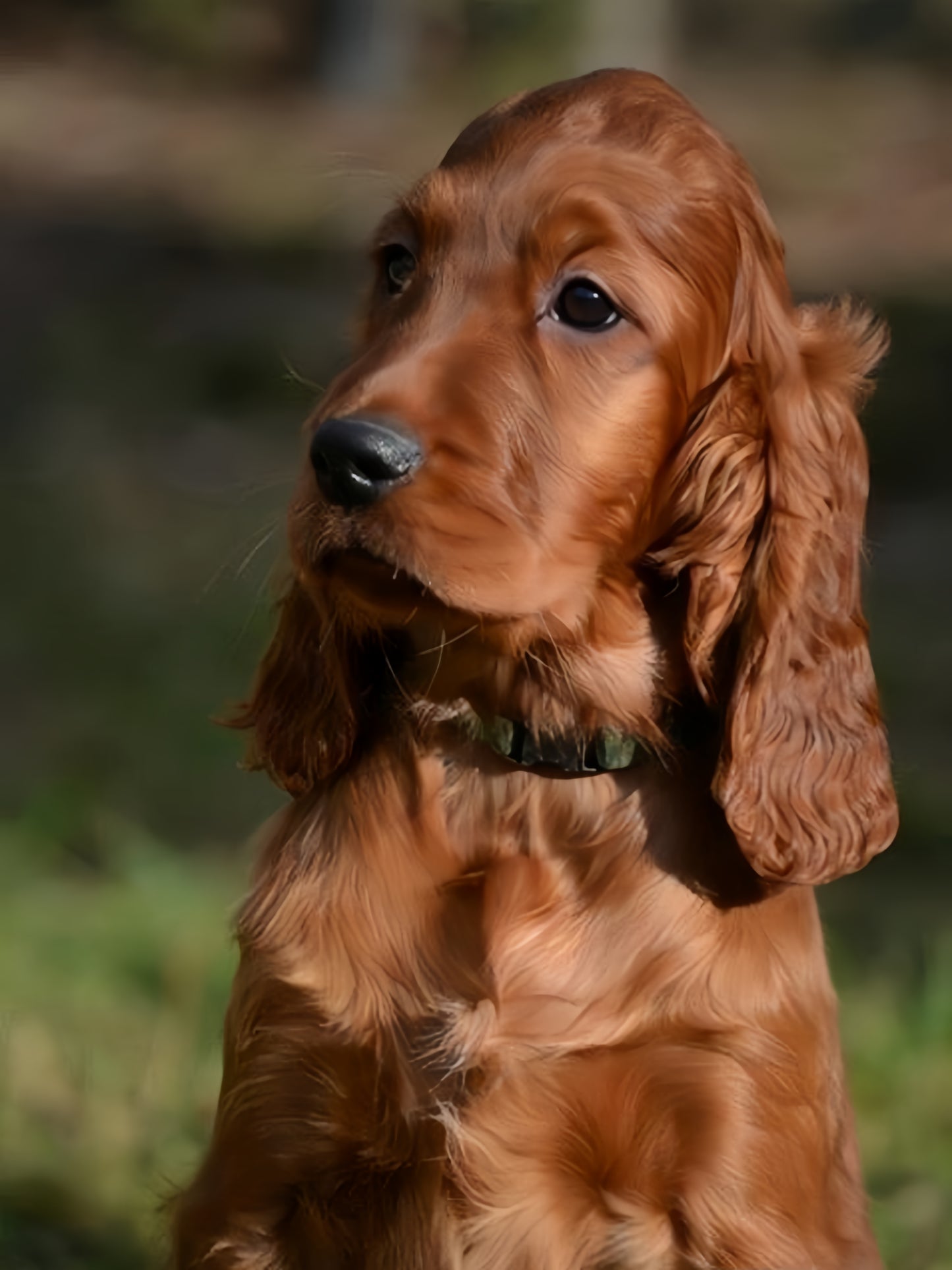 Irish Setter Dog | Diamond Painting