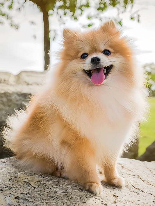 Pomeranian Dog | Diamond Painting