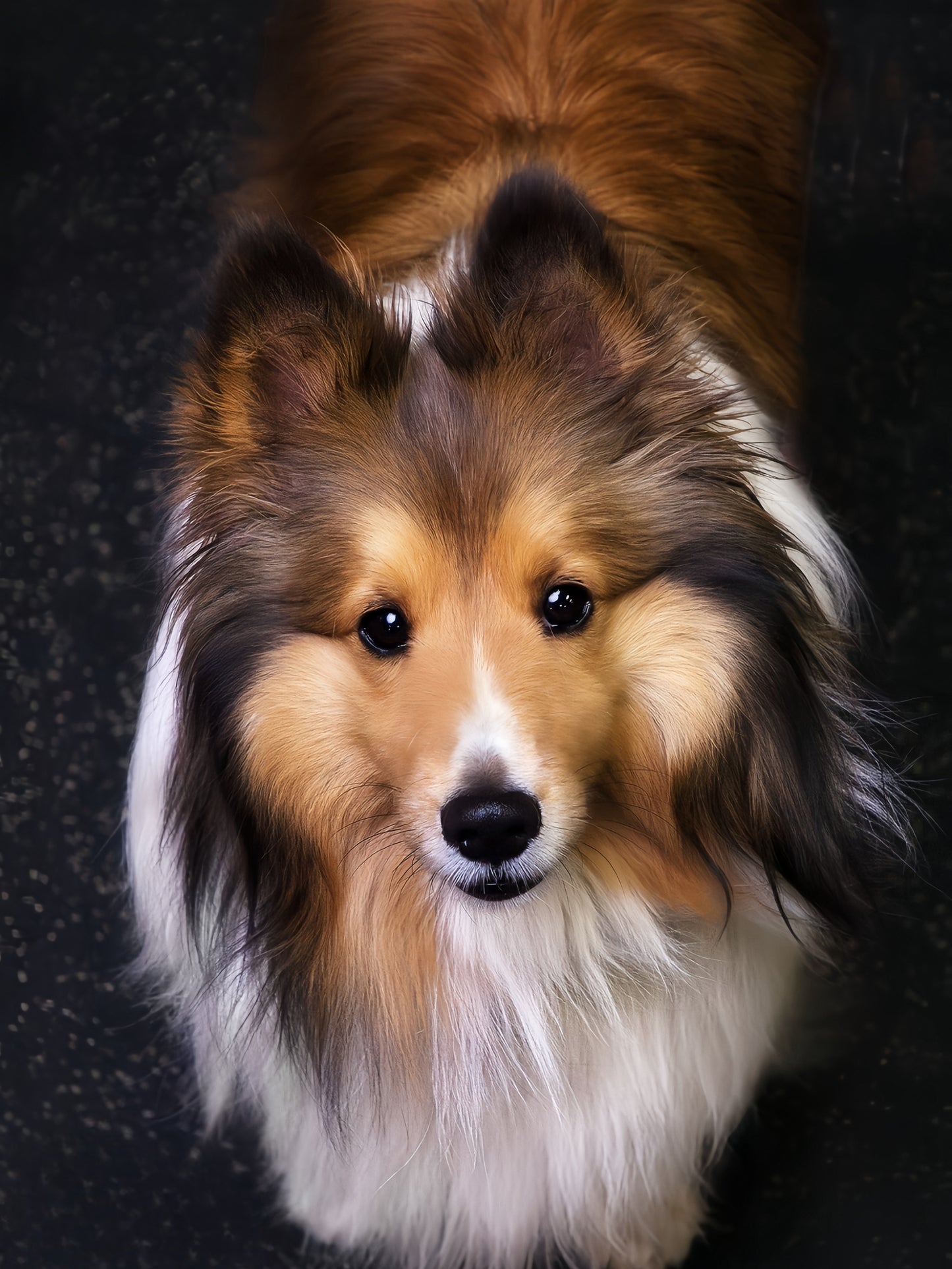 Sheltie Dog | Diamond Painting