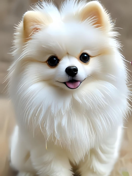 Pomeranian Dog | Diamond Painting