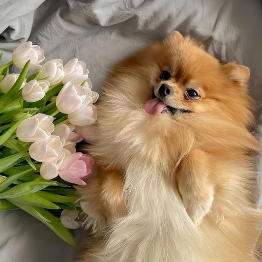 Pomeranian Dog | Diamond Painting