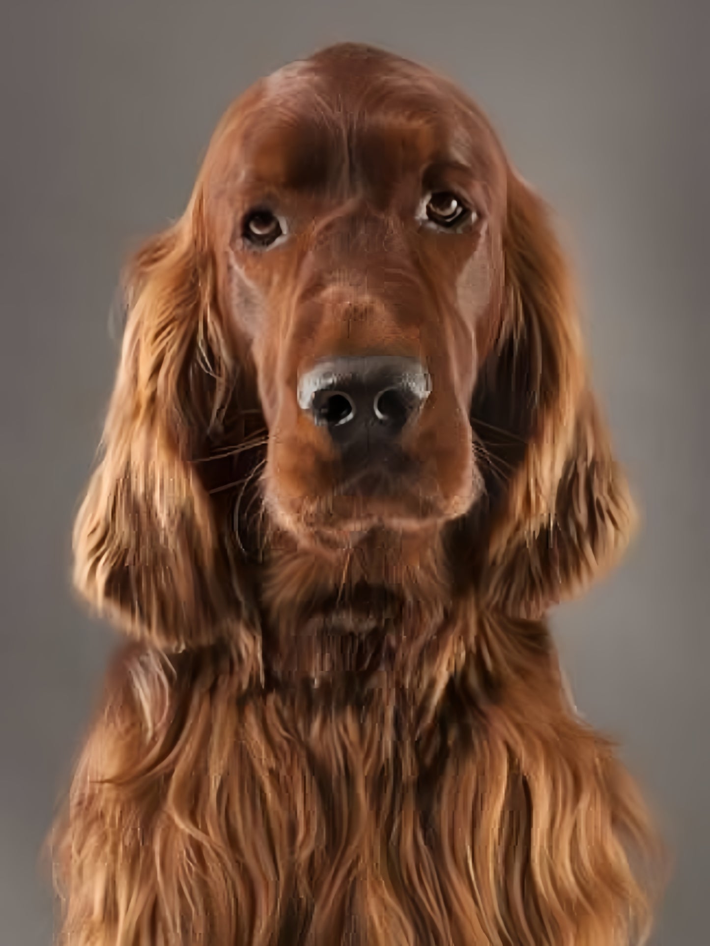 Irish Setter Dog | Diamond Painting