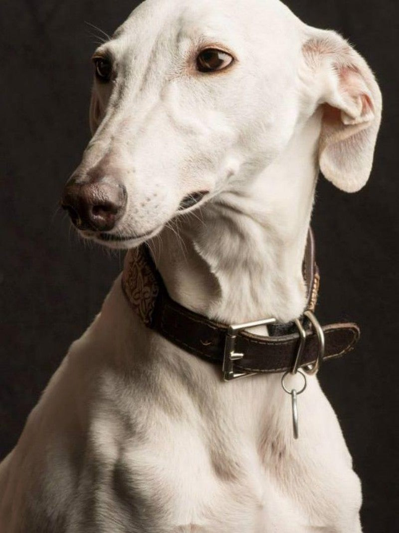 Whippet Dog | Diamond Painting