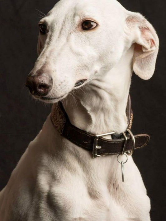 Whippet Dog | Diamond Painting