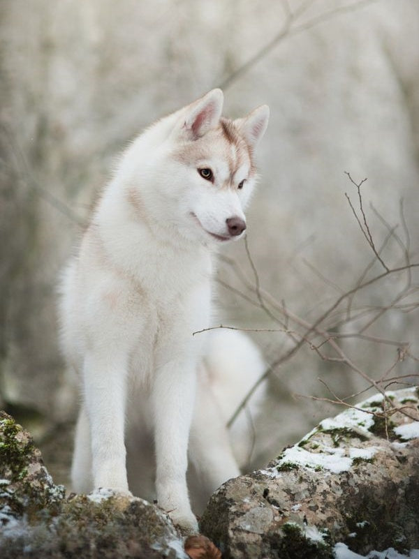 Husky Dog | Diamond Painting