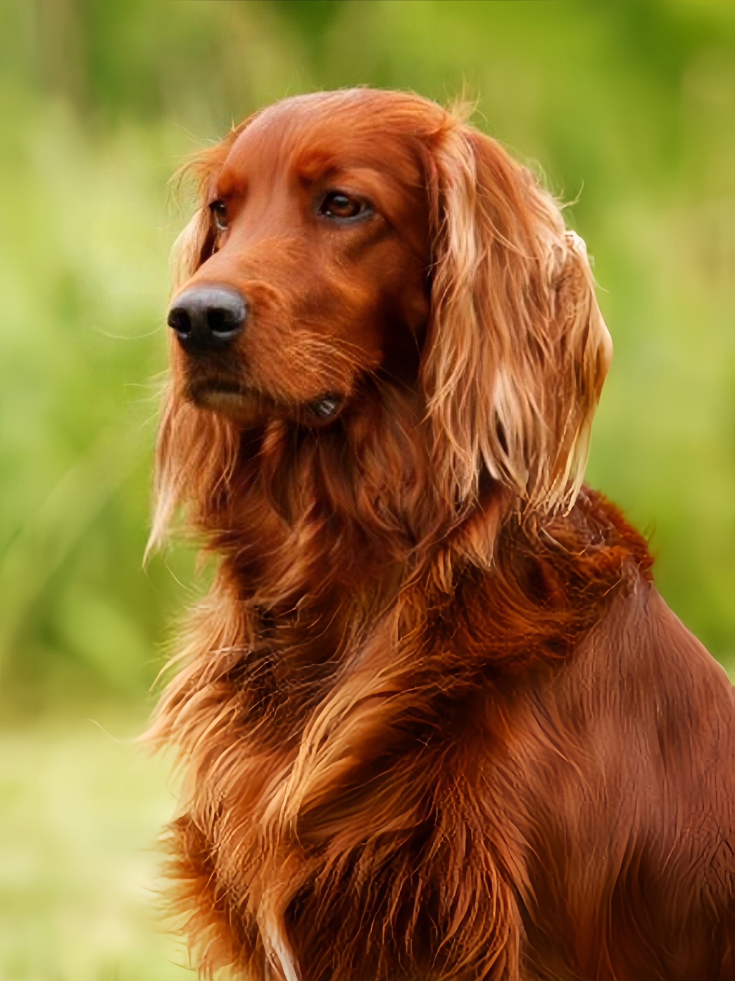 Irish Setter Dog | Diamond Painting