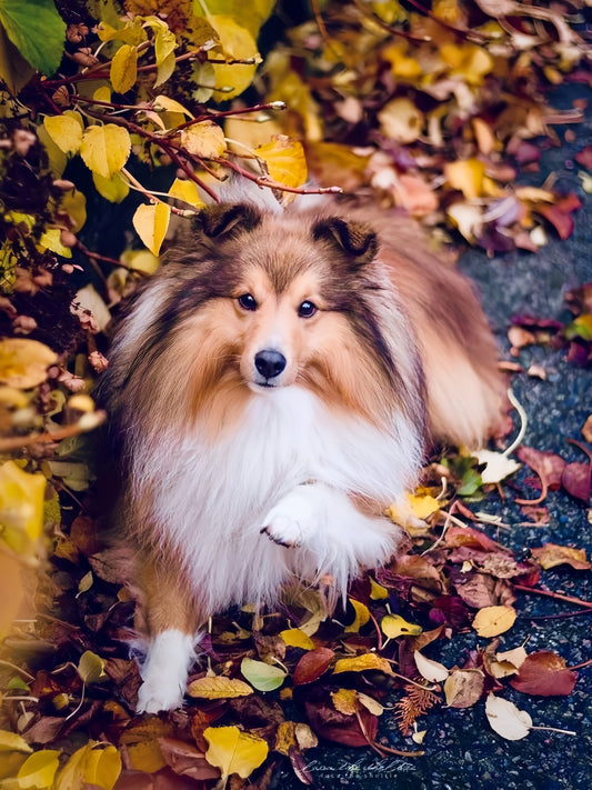 Sheltie Dog | Diamond Painting