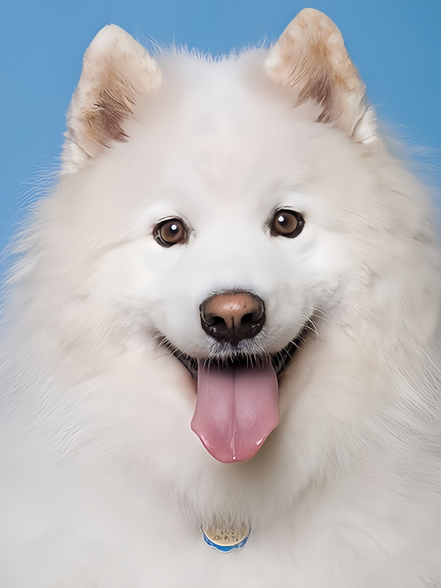 Samoyed Dog | Diamond Painting