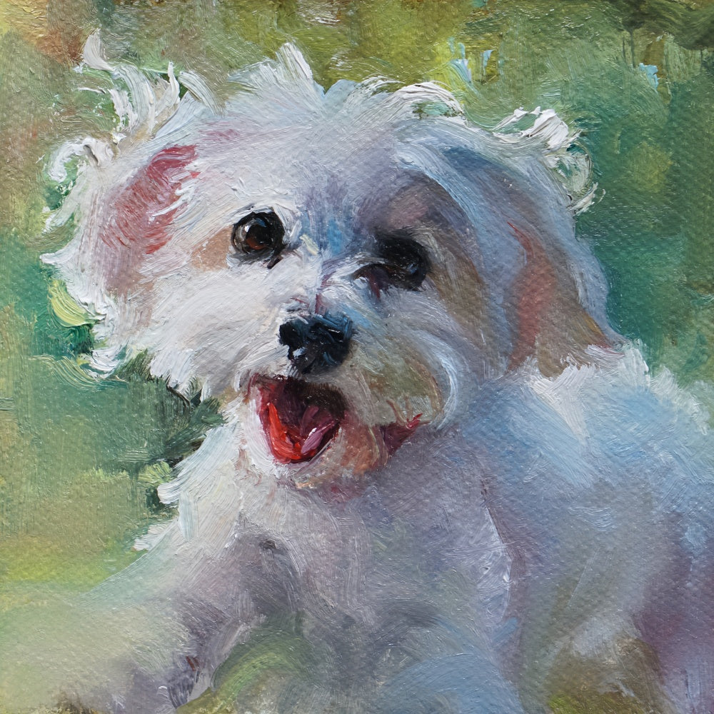 Maltese Dog | Diamond Painting