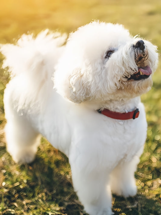 Maltese Dog | Diamond Painting