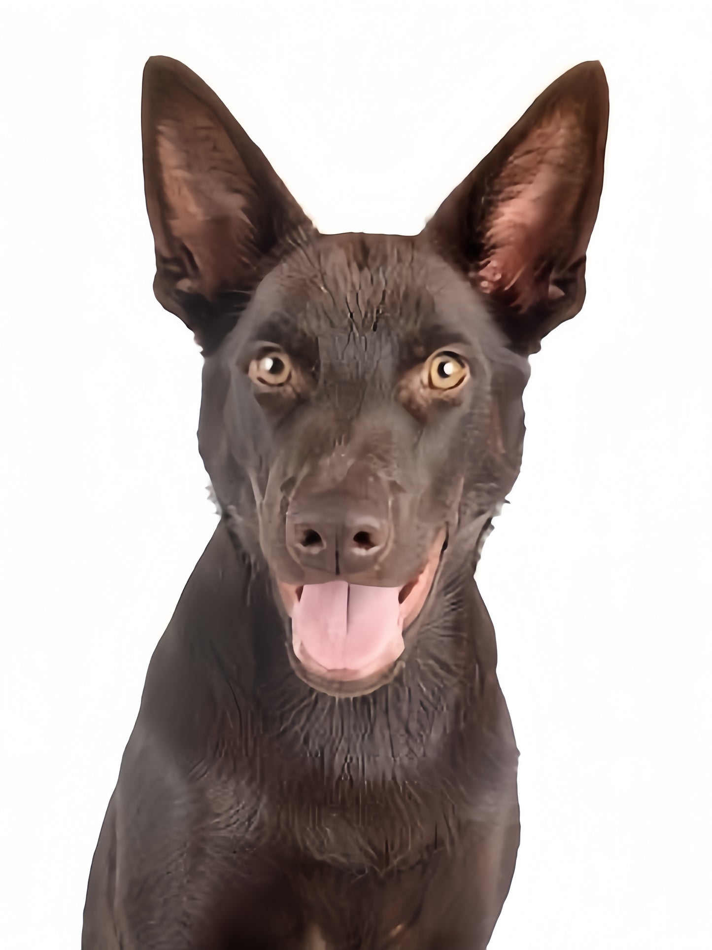 Australian Kelpie Dog | Diamond Painting