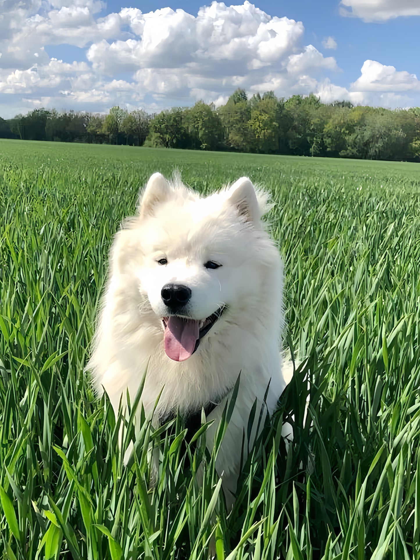 Samoyed Dog | Diamond Painting