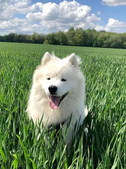 Samoyed Dog | Diamond Painting