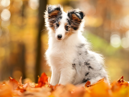 Sheltie Dog | Diamond Painting