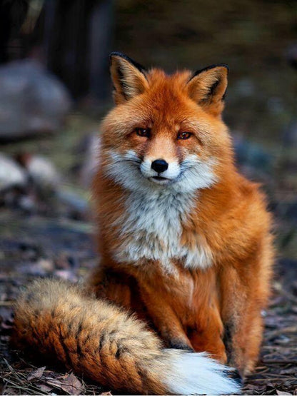 Fox | Diamond Painting