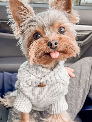 Dog Yorkie | Diamond Painting