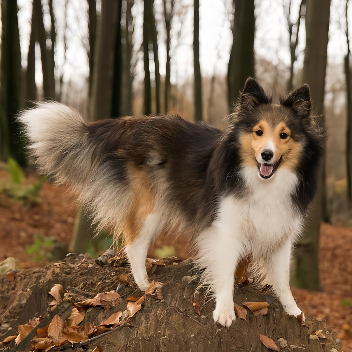 Sheltie Dog | Diamond Painting