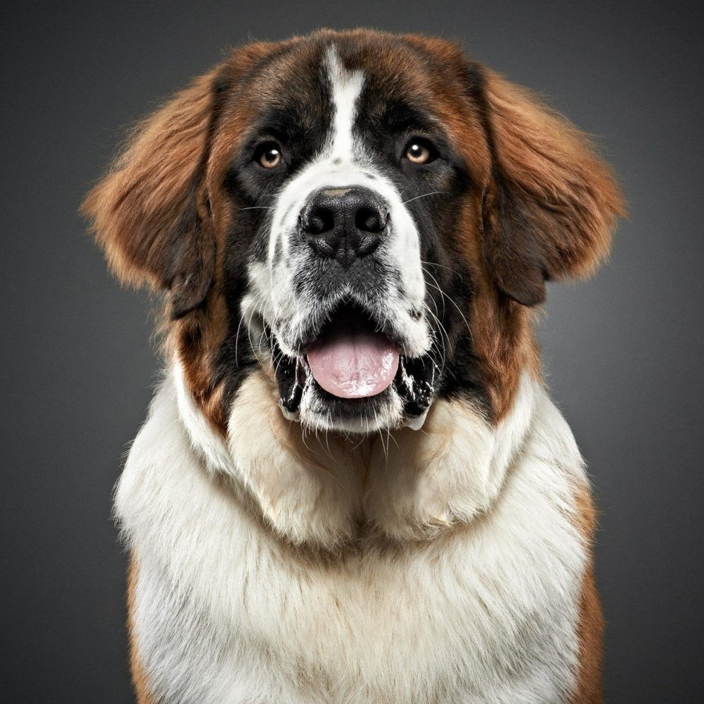 Saint Bernard Dog | Diamond Painting