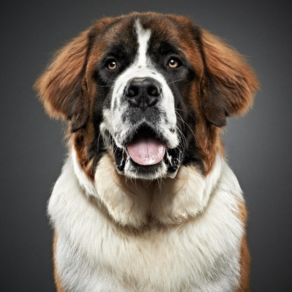 Saint Bernard Dog | Diamond Painting