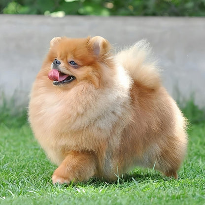 Pomeranian Dog | Diamond Painting