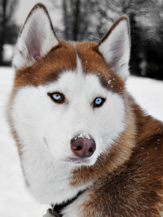 Husky Dog | Diamond Painting