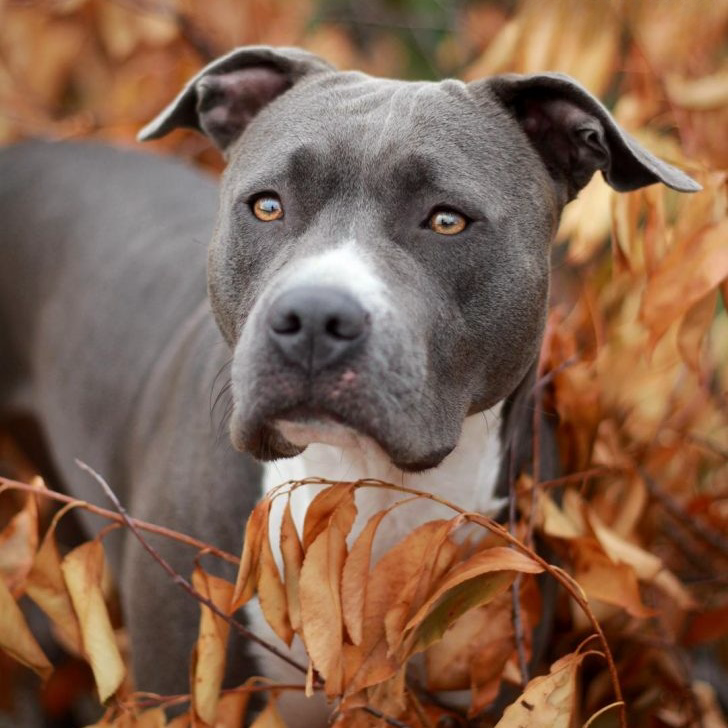 Dog Staffordshire Bull Terrier | Diamond Painting