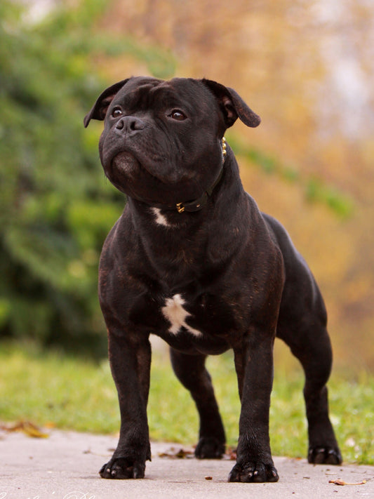 Dog Staffordshire Bull Terrier | Diamond Painting