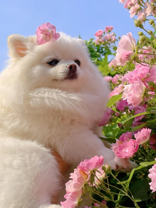 Pomeranian Dog | Diamond Painting