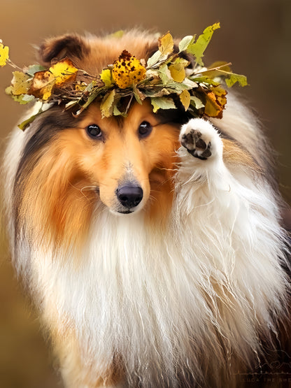 Sheltie Dog | Diamond Painting