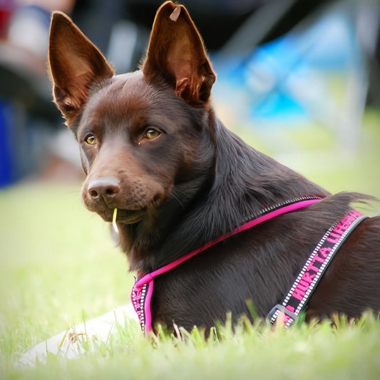 Australian Kelpie Dog | Diamond Painting