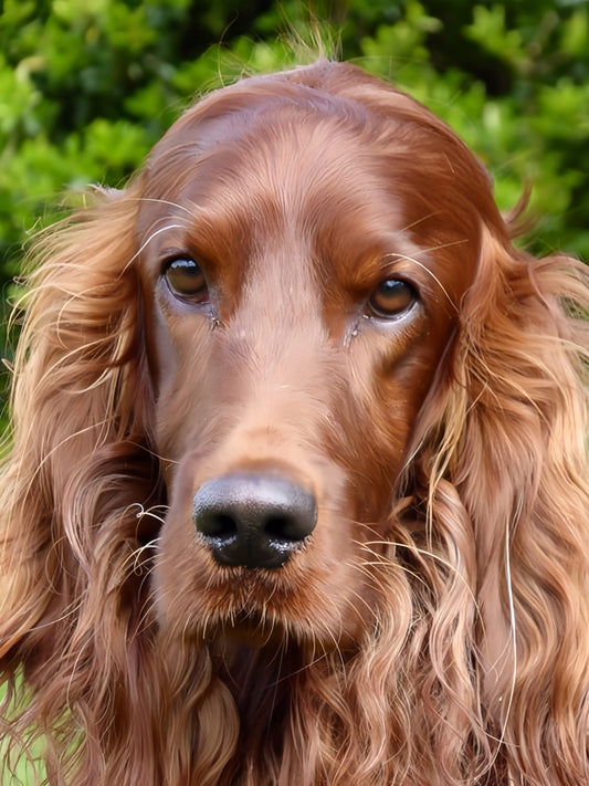 Irish Setter Dog | Diamond Painting