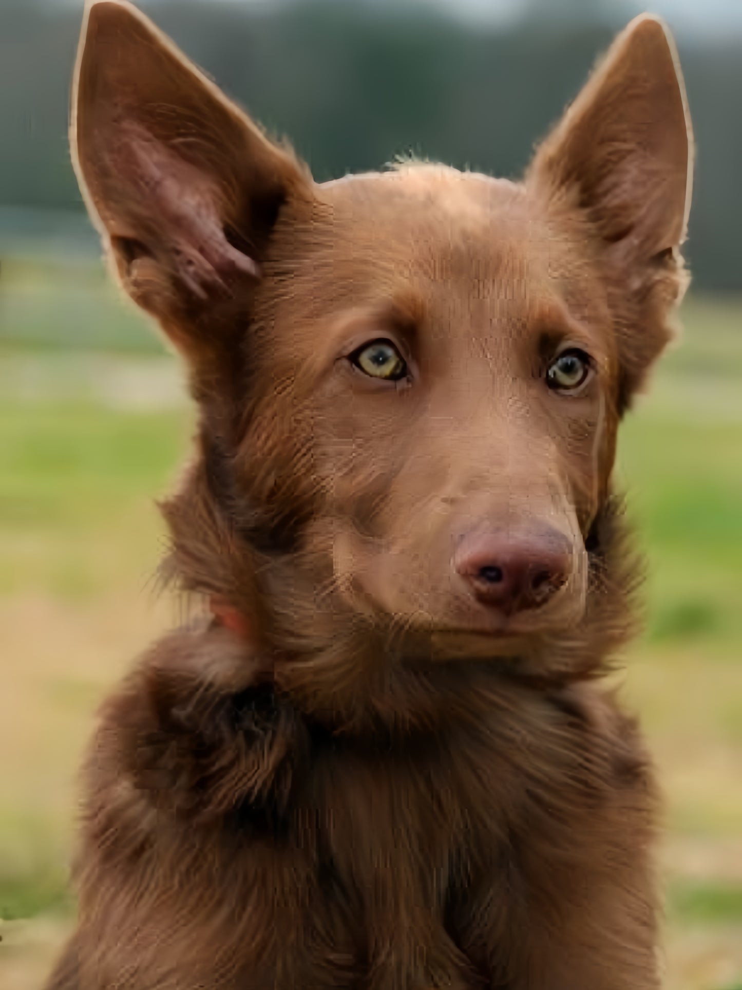 Australian Kelpie Dog | Diamond Painting