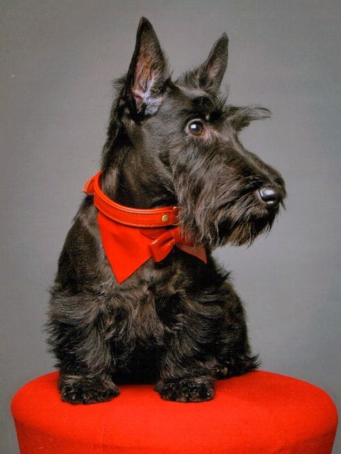 Scottie Dog | Diamond Painting