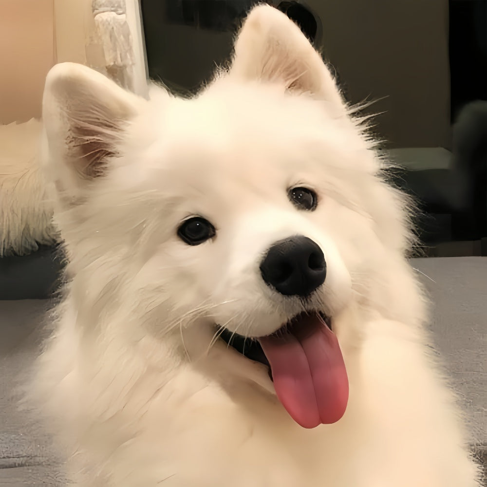Samoyed Dog | Diamond Painting