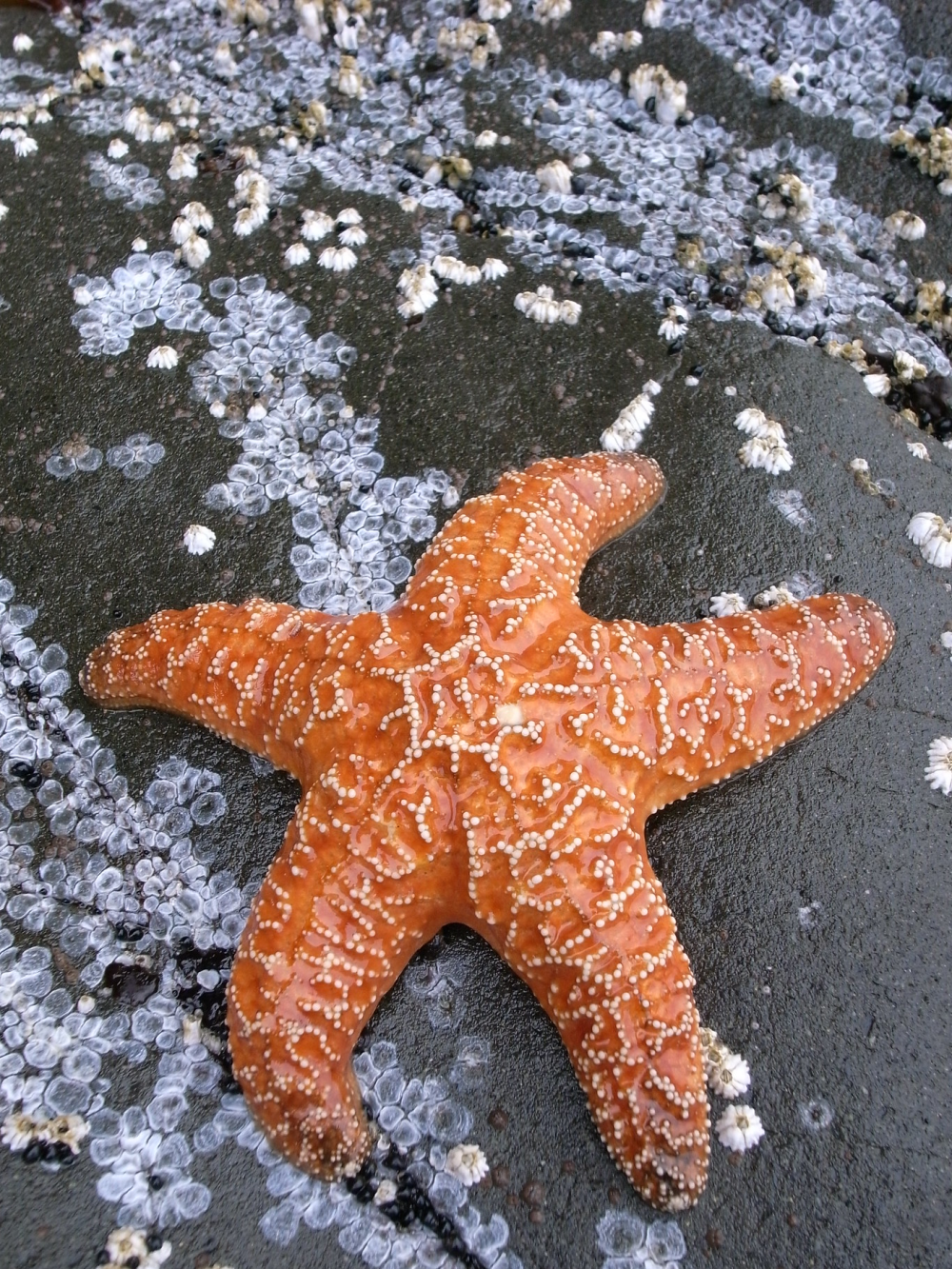 Starfish | Diamond Painting