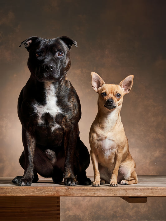 Dog Staffordshire Bull Terrier | Diamond Painting