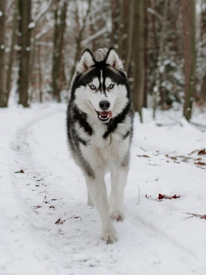 Husky Dog | Diamond Painting