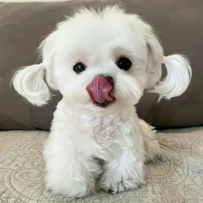 Maltese Dog | Diamond Painting