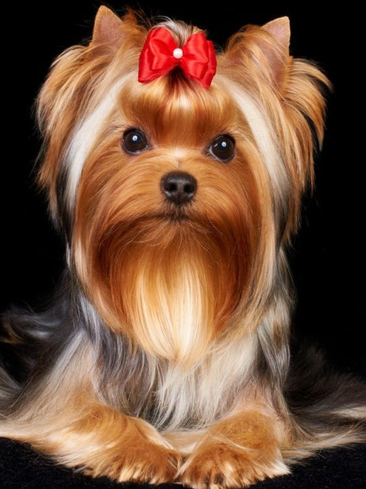 Dog Yorkie | Diamond Painting