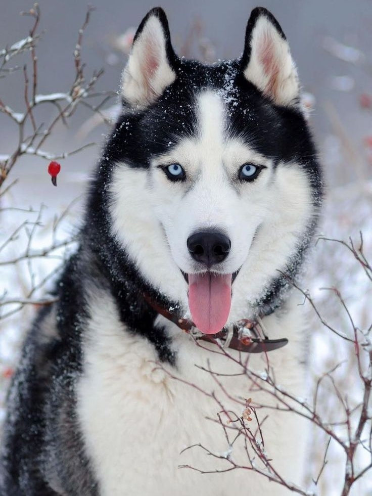 Husky Dog | Diamond Painting