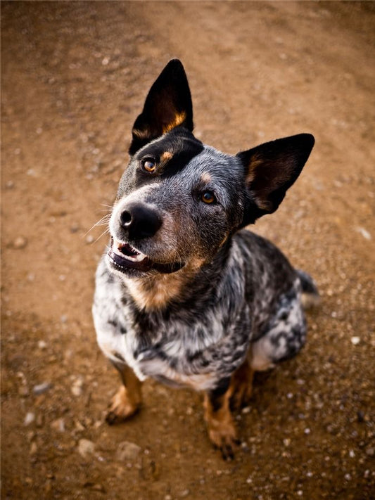 Australian Kelpie Dog | Diamond Painting