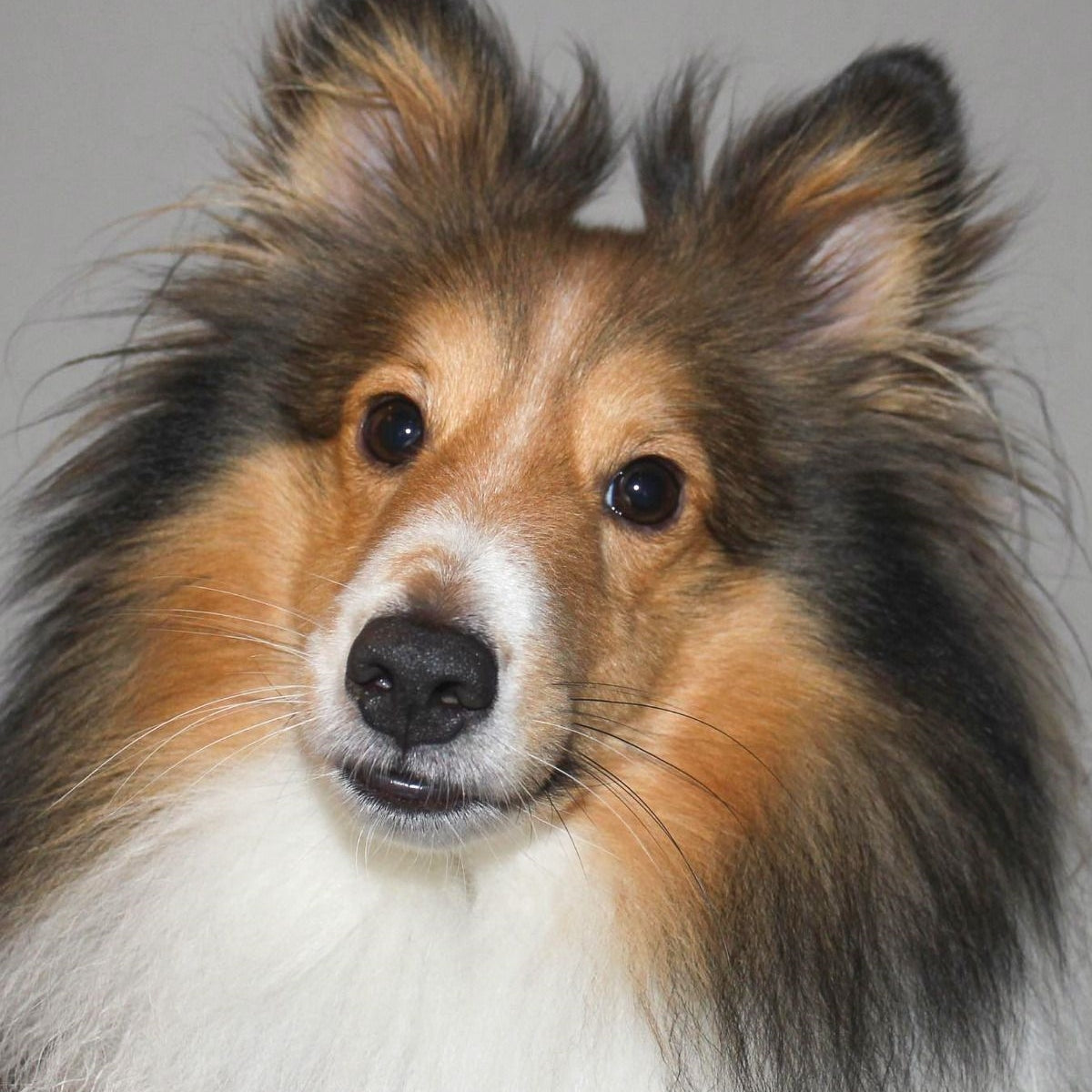 Sheltie Dog | Diamond Painting