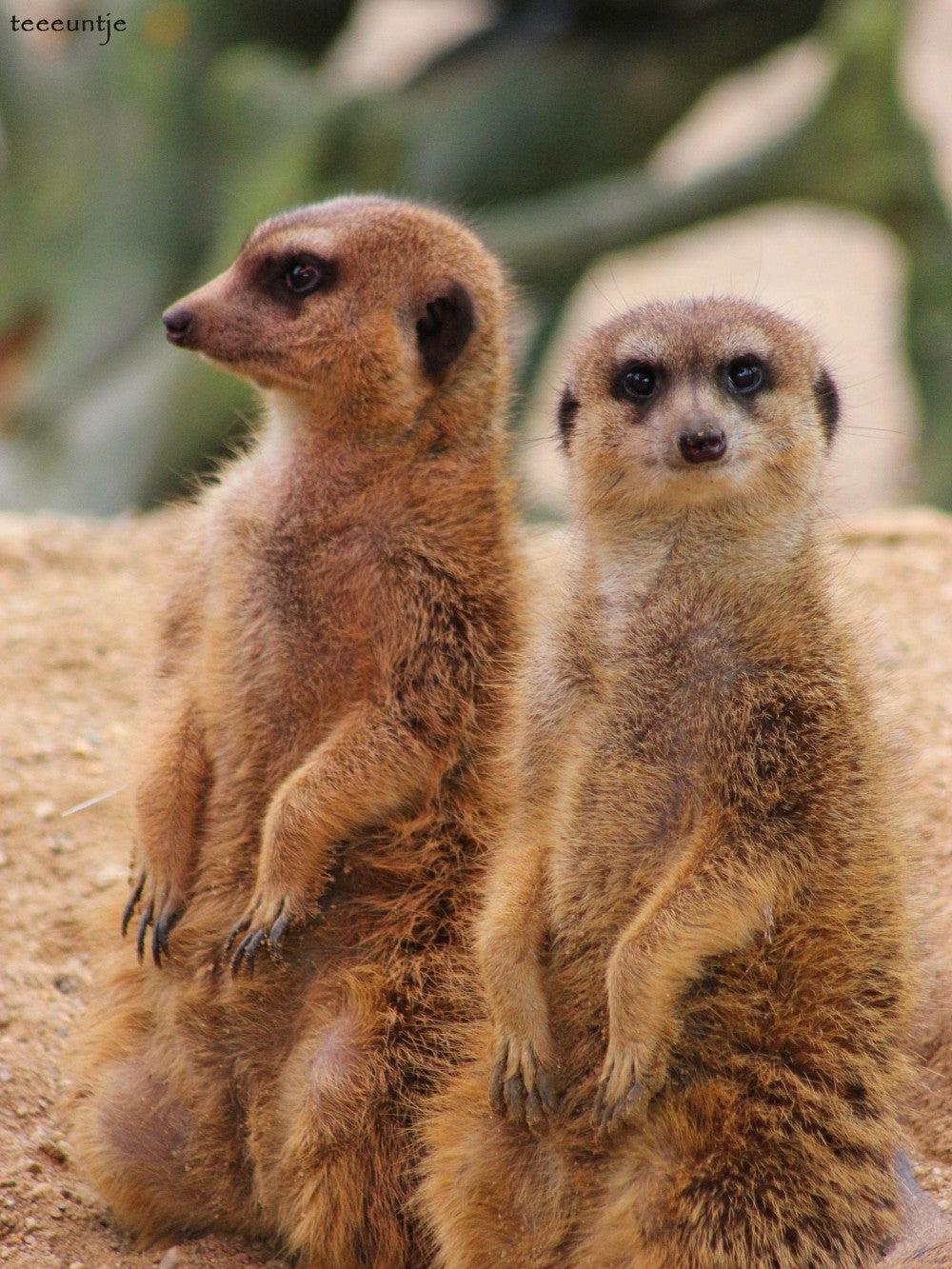 Meerkat | Diamond Painting