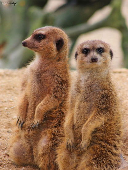 Meerkat | Diamond Painting