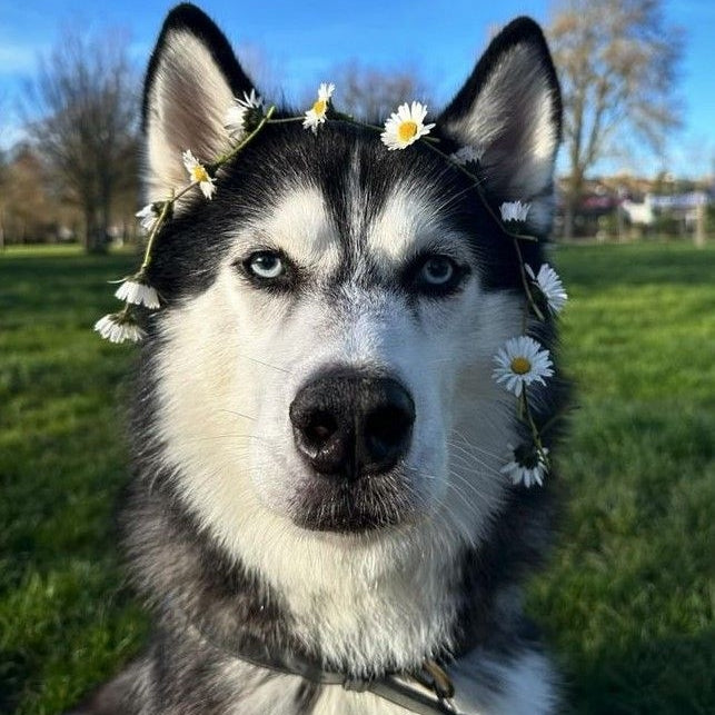 Husky Dog | Diamond Painting