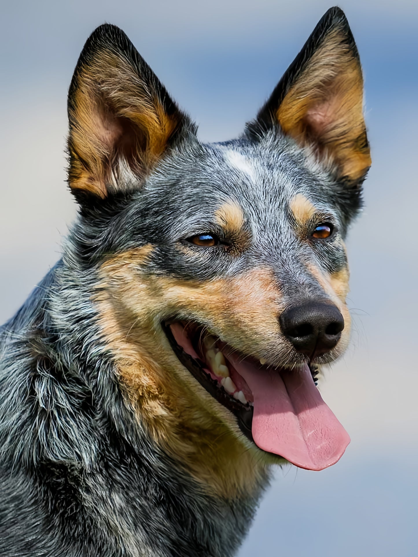 Australian Kelpie Dog | Diamond Painting