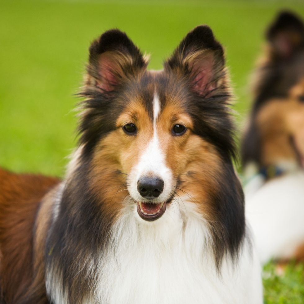 Sheltie Dog | Diamond Painting