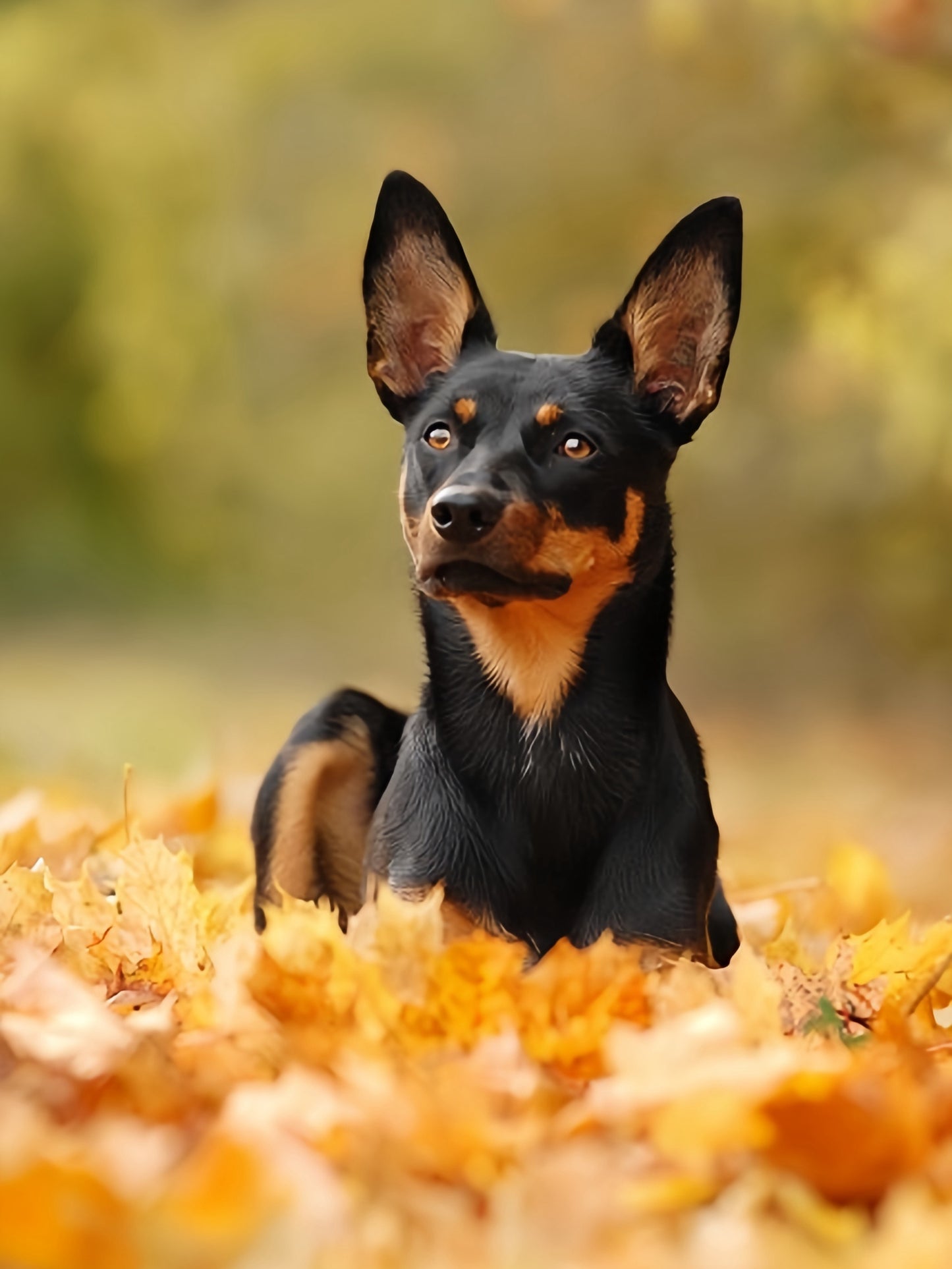 Australian Kelpie Dog | Diamond Painting