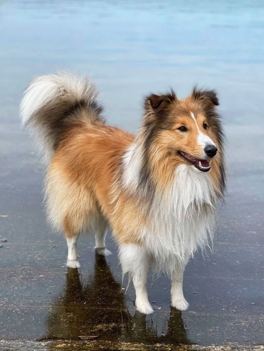 Sheltie Dog | Diamond Painting