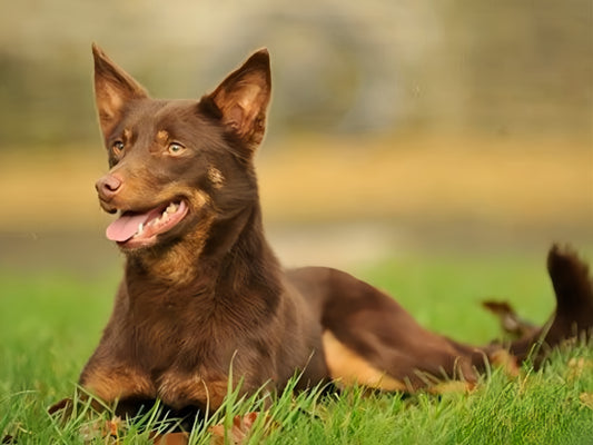 Australian Kelpie Dog | Diamond Painting